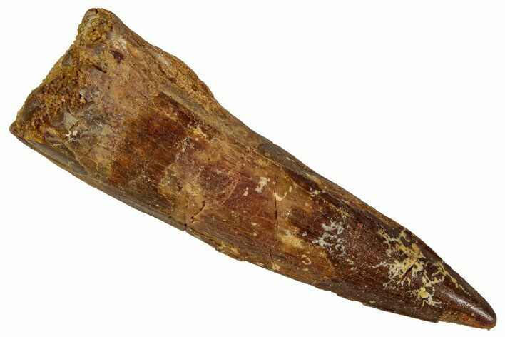 Fossil Spinosaurus Tooth - Real Dinosaur Tooth #354788